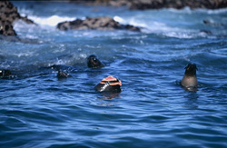 Dramatic attack of a Great White Shark on a South African Fur Seal