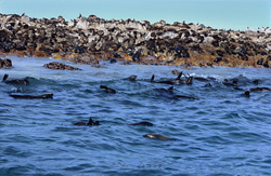 Captura fascinante de focas de piel sudafricanas en Gyser Rock en Sudáfrica