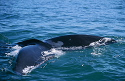 Majestic southern right whale with distinctive fluke
