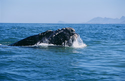 Impressive Southern Right Whale breaks through the sea surface in stunning shot