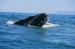An impressive Southern Right Whale in the Walker Bay