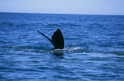 Southern Right Whale dive - A spectacular natural phenomenon