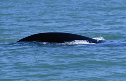 Rencontre fascinante : Baleine franche australe observée au large de De Kelders