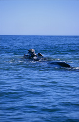 Southern Right Whales, also known as Eubalaena australis, were hunted from the beginning and decimated dramatically.