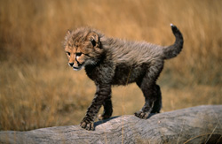 Adorable young cheetah exploring a tree trunk in the wild