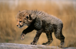 Adorable baby cheetah joyfully playing on a tree trunk in South Africa
