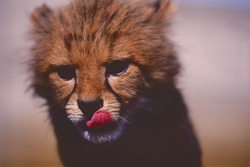 Scopri il mondo affascinante del cucciolo di ghepardo (Acinonyx jubatus)