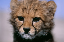 Portrait adorable de bébé guépard d'Afrique du Sud