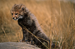 Le mignon jeune guépard escalade habilement le tronc d'arbre couché