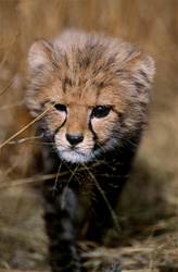 Jeune guépard fascinant dans une prairie sèche