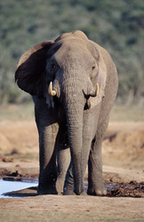 Éléphant africain imposant (Loxodonta africana) étanche sa soif à un point d'eau