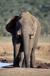 Éléphant africain majestueux observant attentivement son environnement