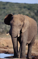 Un éléphant africain majestueux savoure une gorgée à l'abreuvoir