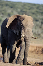 Éléphant africain majestueux quitte le point d'eau dans le parc national des éléphants d'Addo