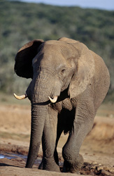 Un majestueux taureau éléphant (Loxodonta africana) en train de boire paisiblement à un abreuvoir dans le parc national des éléphants d'Addo.