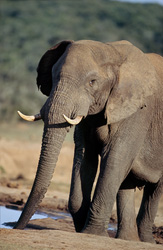 Maestoso elefante africano (Loxodonta africana) che beve alla pozza d'acqua