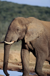 Un éléphant africain majestueux (Loxodonta africana) boit de l'eau à un abreuvoir