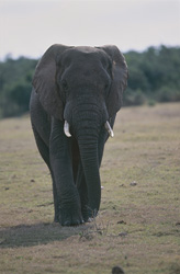 Divers habitats des majestueux éléphants africains