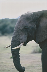 Portrait majestueux d'un éléphant de côté en Afrique