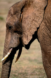 La menace pour l'éléphant africain due à la perte d'habitat