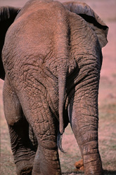 Vue majestueuse de dos d'un éléphant d'Afrique au parc national des éléphants d'Addo