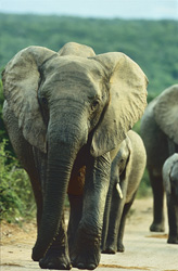 Elephant