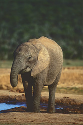 Éléphant africain majestueux buvant à un point d'eau dans le parc national des éléphants d'Addo