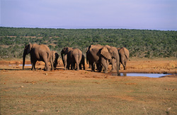 Troupeau imposant d'éléphants africains dans leur environnement naturel