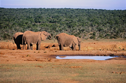 Éléphants africains majestueux en train de boire dans leur habitat naturel
