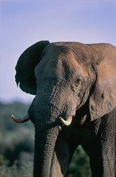 Elefante africano majestuoso observando la sabana en el Parque Nacional de Elefantes de Addo