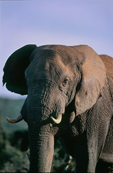 Éléphant africain majestueux (Loxodonta africana africana) explorant la nature sauvage
