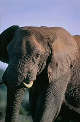 Éléphant africain majestueux dans le parc national des éléphants d'Addo, Afrique du Sud