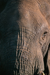 Elefante africano majestuoso en primer plano impresionante