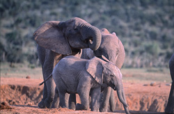 Un maestoso gruppo di elefanti (Loxodonta africana africana) osserva attentamente il proprio ambiente nella natura selvaggia dell'Africa.