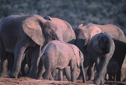 Éléphants buvant (Loxodonta africana) à un point d'eau rafraîchissant dans le parc national des éléphants d'Addo