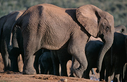 Éléphants d'Afrique dans la savane : des animaux assoiffés à la recherche d'eau