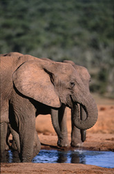 Éléphants africains majestueux buvant dans le parc national des éléphants d'Addo