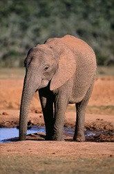 Maestoso elefante africano che beve nel Parco Nazionale degli Elefanti di Addo
