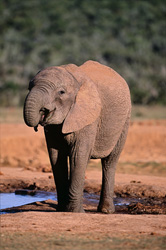 Un joven elefante africano bebiendo en el abrevadero en el Parque Nacional de Elefantes Addo