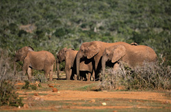 Elefantes africanos majestuosos en camino hacia el abrevadero