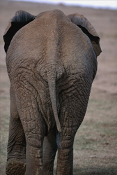 La impresionante parte trasera del elefante africano (Loxodonta africana)