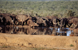 Buffles de savane en train de boire dans la nature sauvage d'Afrique du Sud