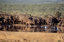 African Buffalo