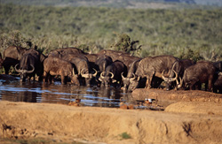 Dans la brousse sèche, les buffles d'Afrique se rafraîchissent à un point d'eau vital