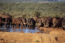 Dans le bush africain : troupeau de buffles du Cap près d'un point d'eau