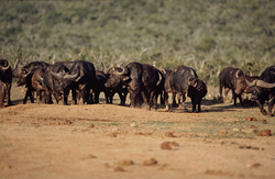 Les buffles du Cap (Syncerus caffer) quittent le point d'eau et retournent dans la brousse desséchée