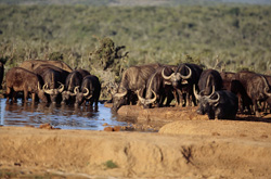 Buffalos d'Afrique (Syncerus caffer) assoiffés à un point d'eau dans la brousse africaine