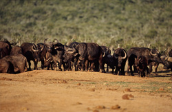 Buffle du Cap majestueux dans le buisson desséché du parc national des éléphants d'Addo