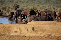 Buffle du Cap en train de boire dans le parc national des éléphants d'Addo, Afrique du Sud