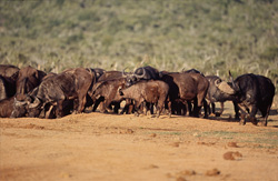 Grand rassemblement à l'abreuvoir : Buffles du Cap (Syncerus caffer) en action